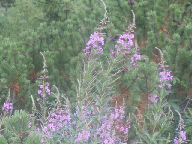 dscn6892.jpg