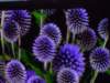 dscn1136_small.jpg