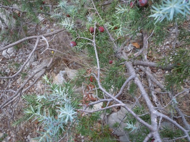 dscn7082.jpg