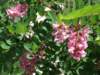 dscf1330_small.jpg
