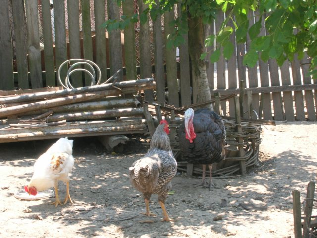 dscn2557.jpg