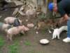 dscn2606_small.jpg