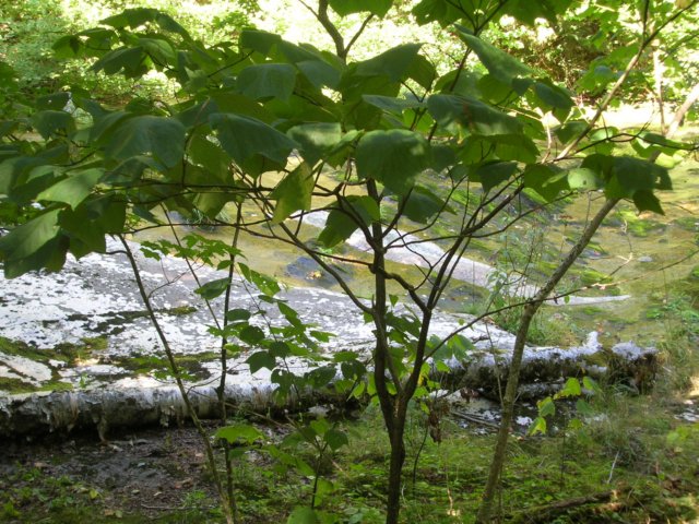 dscn3099.jpg