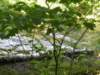 dscn3099_small.jpg