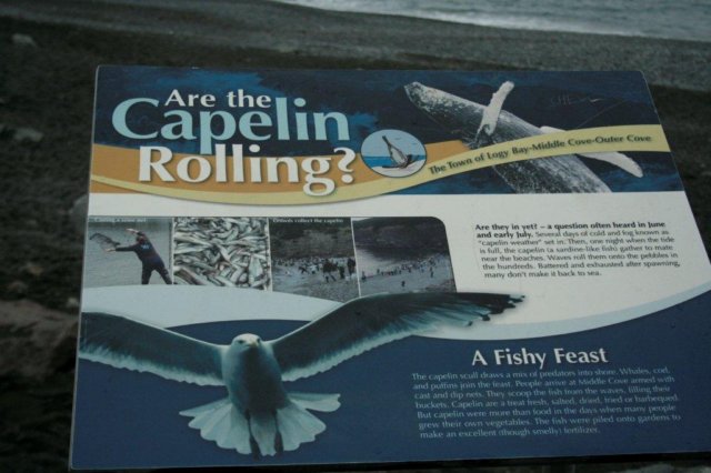 nfld2011_20110528_208.jpg