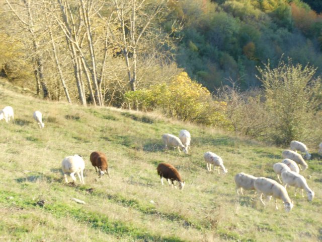 dscn8155.jpg