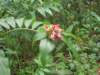 dscn8153_small.jpg