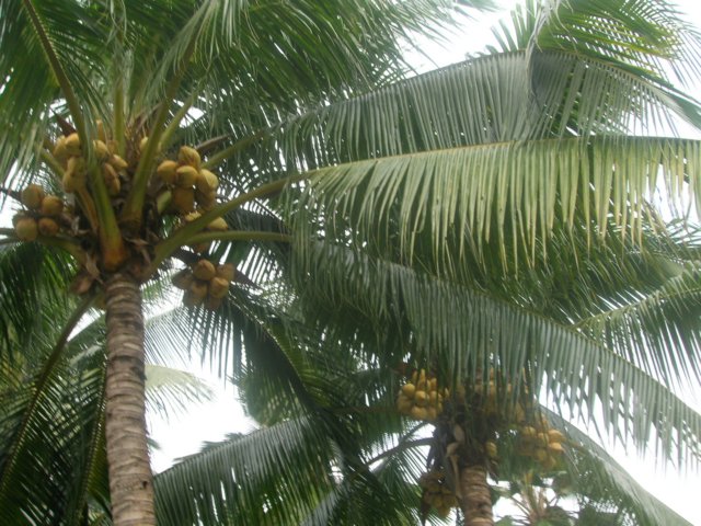 dscn8381.jpg